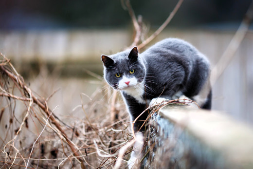 1757161 (a): :3830x2553